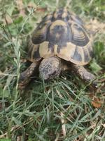 Griechische Landschildkröte, männlich, 16-jährig
