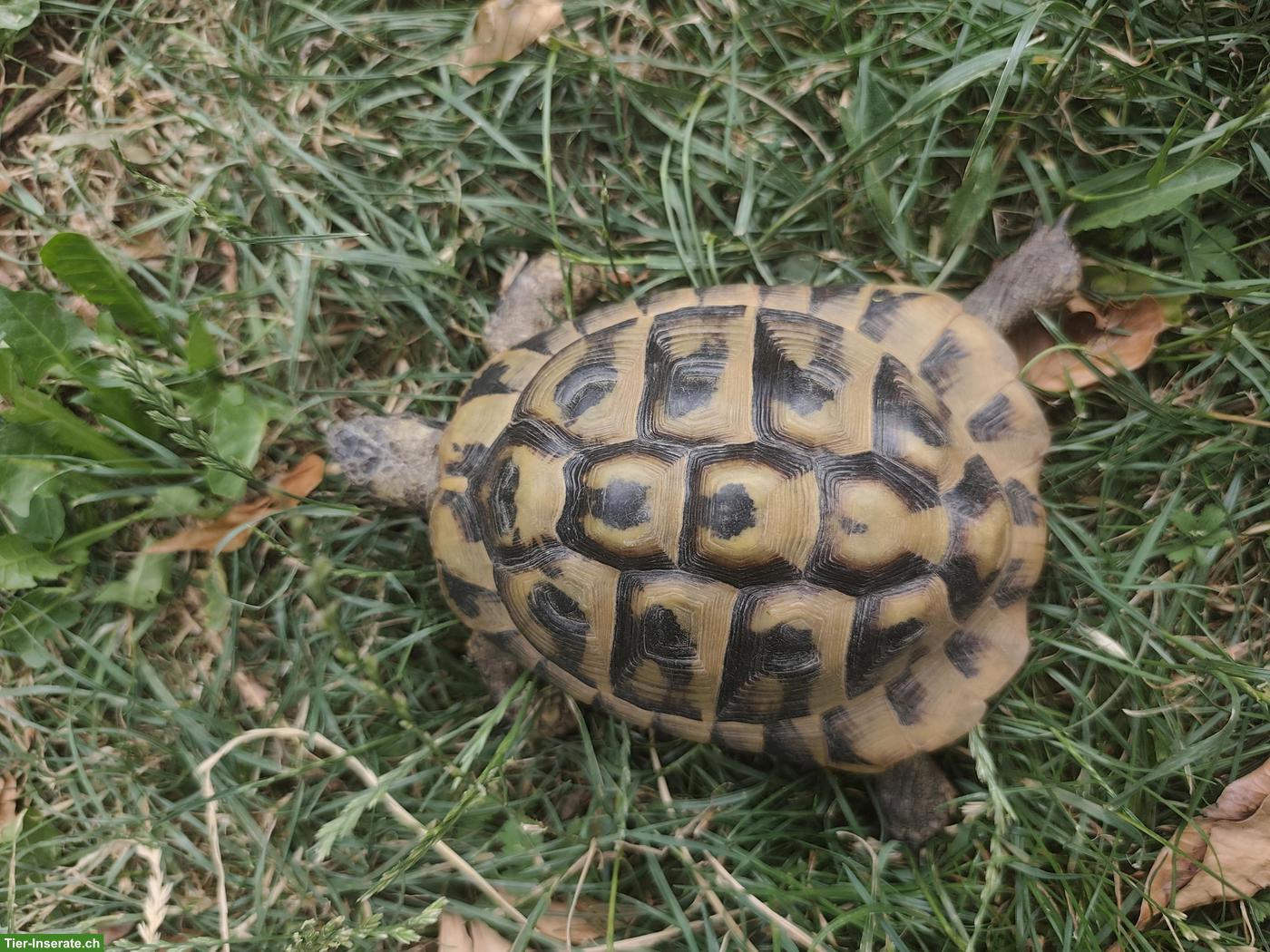 Bild 2: Griechische Landschildkröte, männlich, 16-jährig