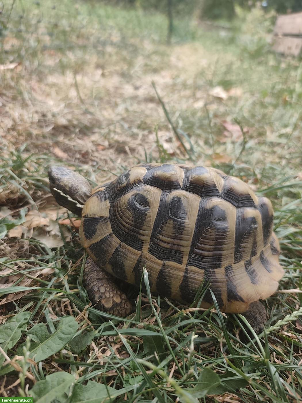 Bild 3: Griechische Landschildkröte, männlich, 16-jährig
