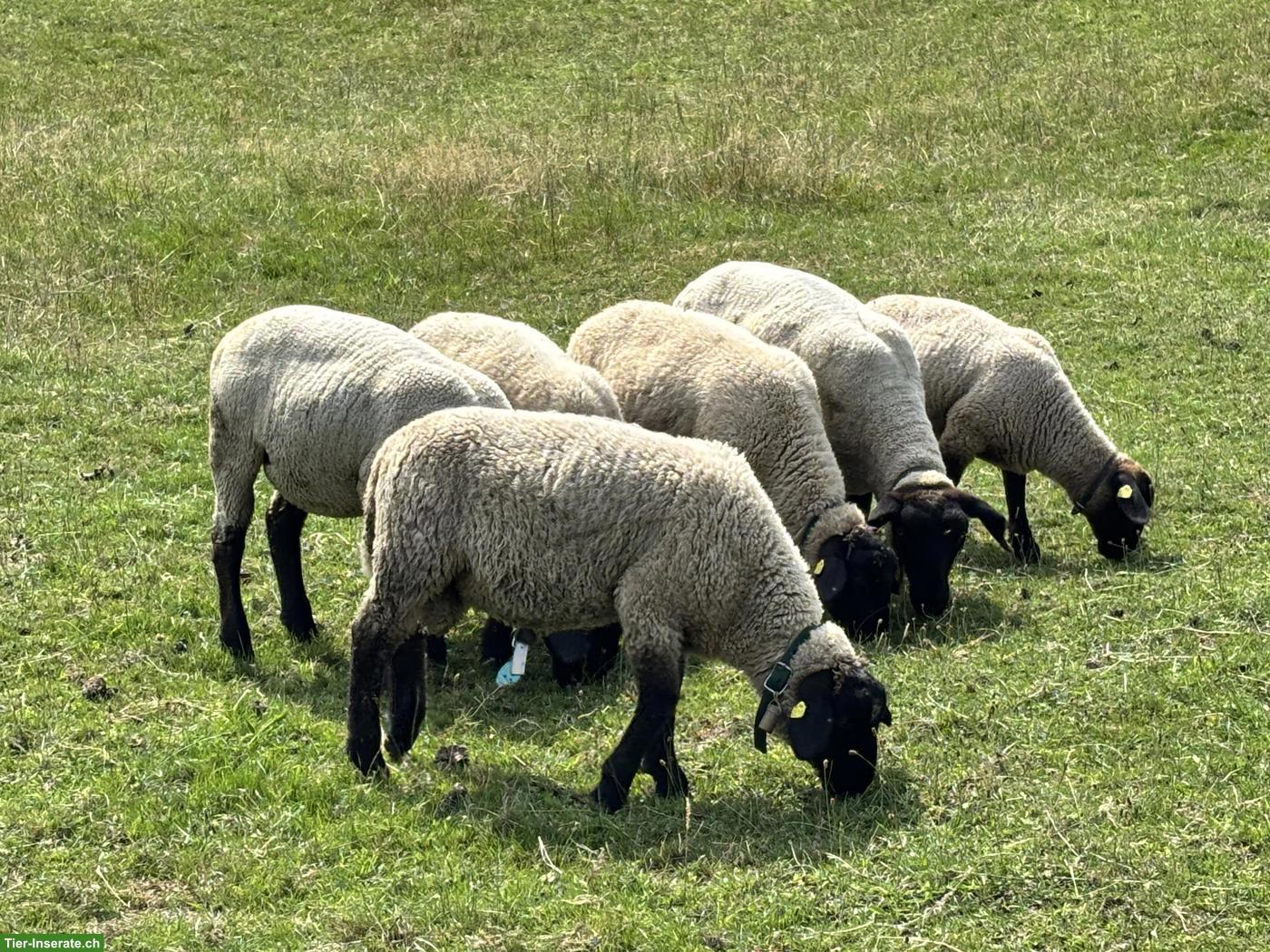 Schöne Suffolk Jungwidder zu verkaufen