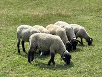Schöne Suffolk Jungwidder zu verkaufen