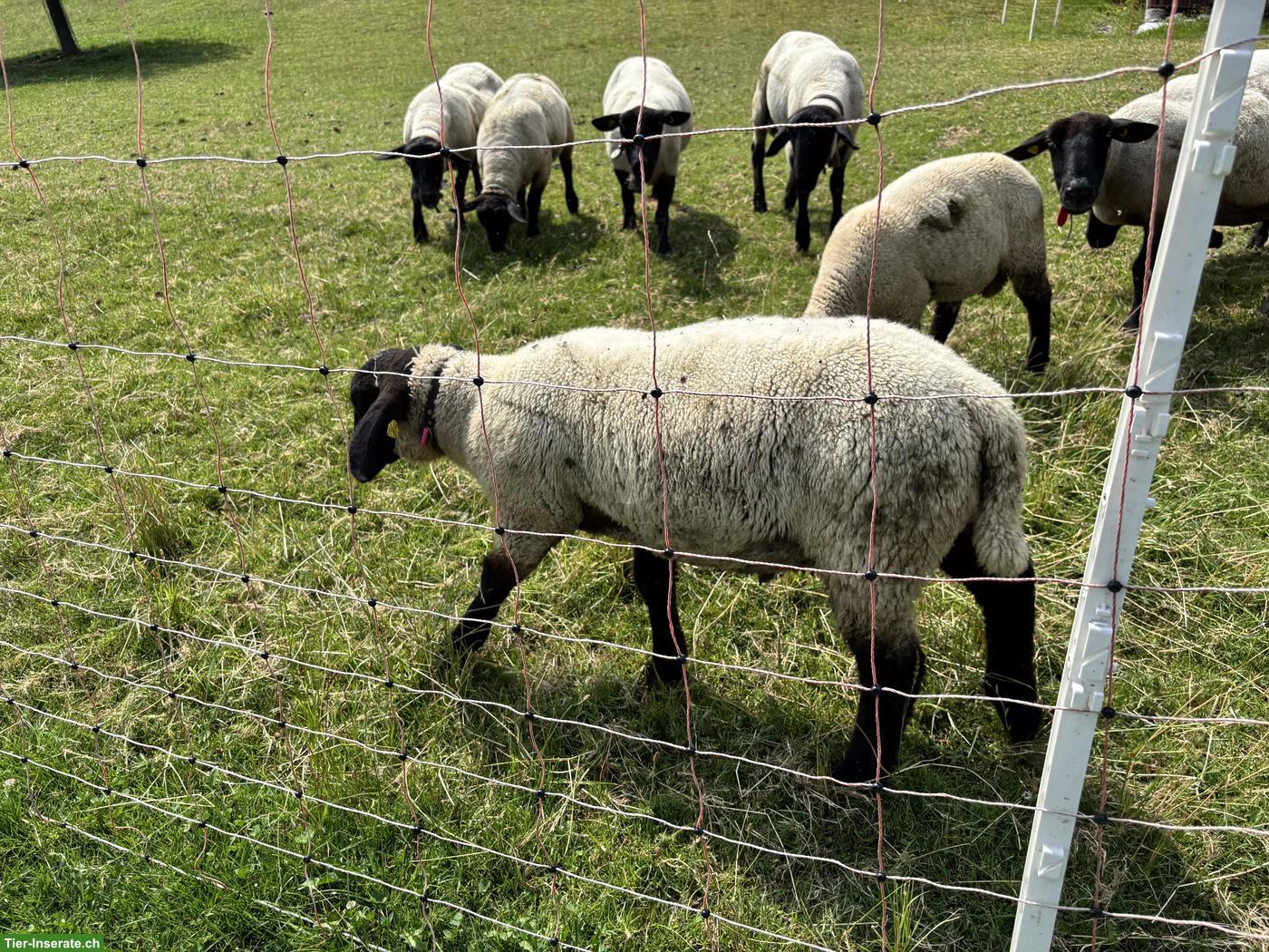 Bild 2: Schöne Suffolk Jungwidder zu verkaufen