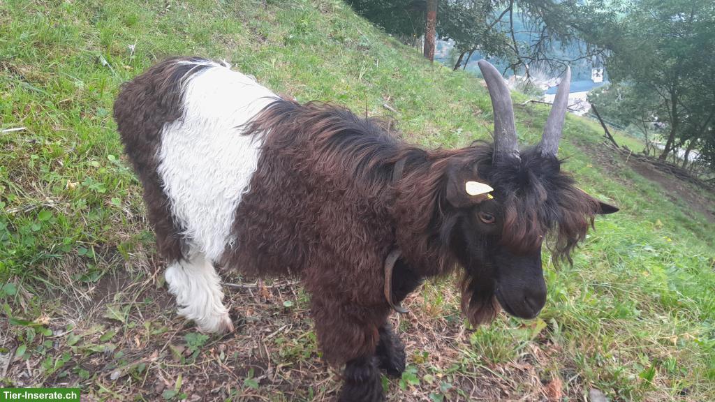 Walliser Schwarzhalsziegen-Bock zu verkaufen, kastriert, fehlfarbig