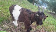 Walliser Schwarzhalsziegen-Bock zu verkaufen, kastriert, fehlfarbig