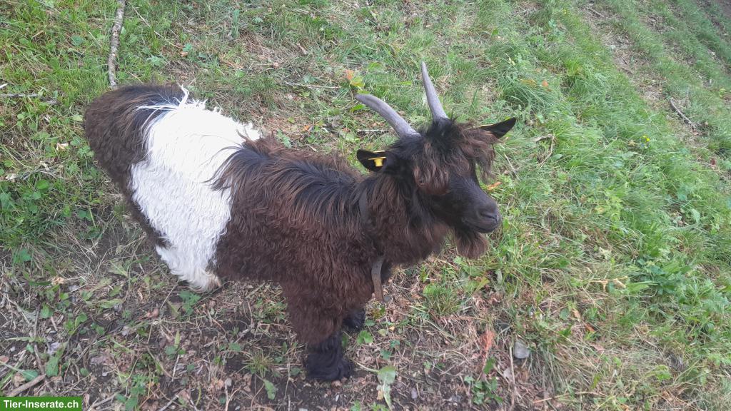 Bild 2: Walliser Schwarzhalsziegen-Bock zu verkaufen, kastriert, fehlfarbig