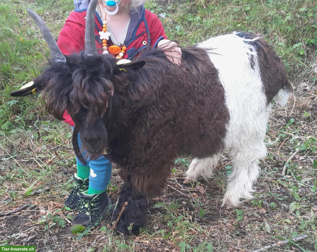 Bild 3: Walliser Schwarzhalsziegen-Bock zu verkaufen, kastriert, fehlfarbig