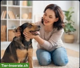 Bild 2: Hundebetreuung für 3 Monate für ängstliche Labrador Mischlingshündin
