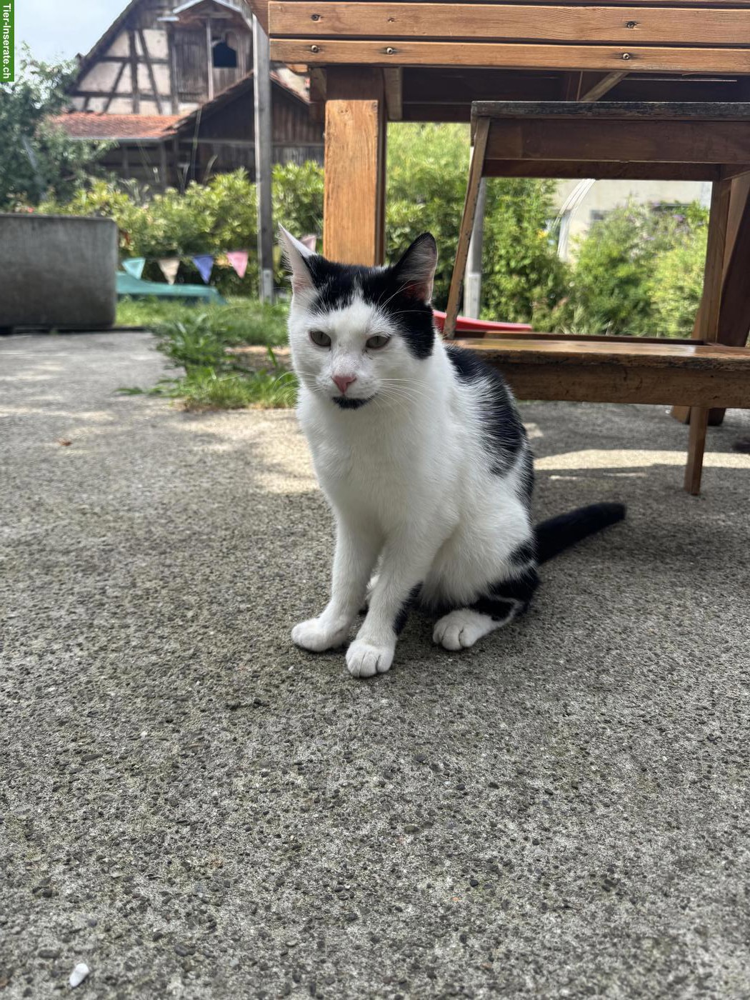 1-jähriger Kater «Eric» sucht neues Zuhause