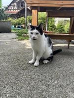 1-jähriger Kater «Eric» sucht neues Zuhause