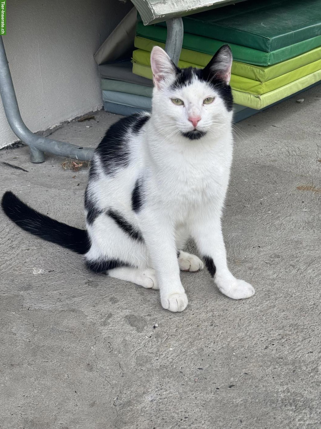 Bild 2: 1-jähriger Kater «Eric» sucht neues Zuhause