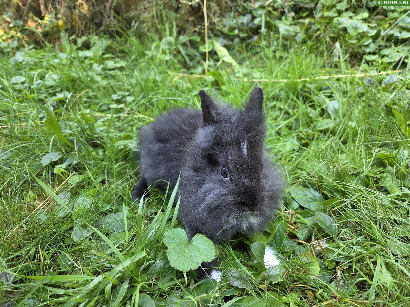 Bild 5: Junge Löwenkopf Zwergkaninchen abzugeben