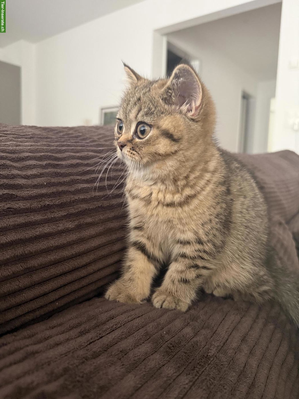 2 reinrassige BKH Kitten suchen ein Zuhause