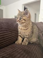 2 reinrassige BKH Kitten suchen ein Zuhause