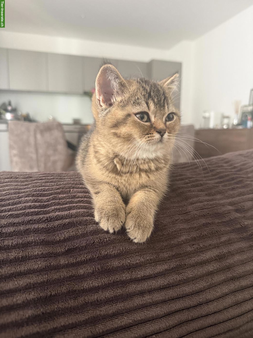 Bild 2: 2 reinrassige BKH Kitten suchen ein Zuhause