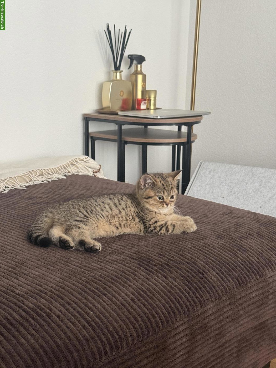 Bild 3: 2 reinrassige BKH Kitten suchen ein Zuhause