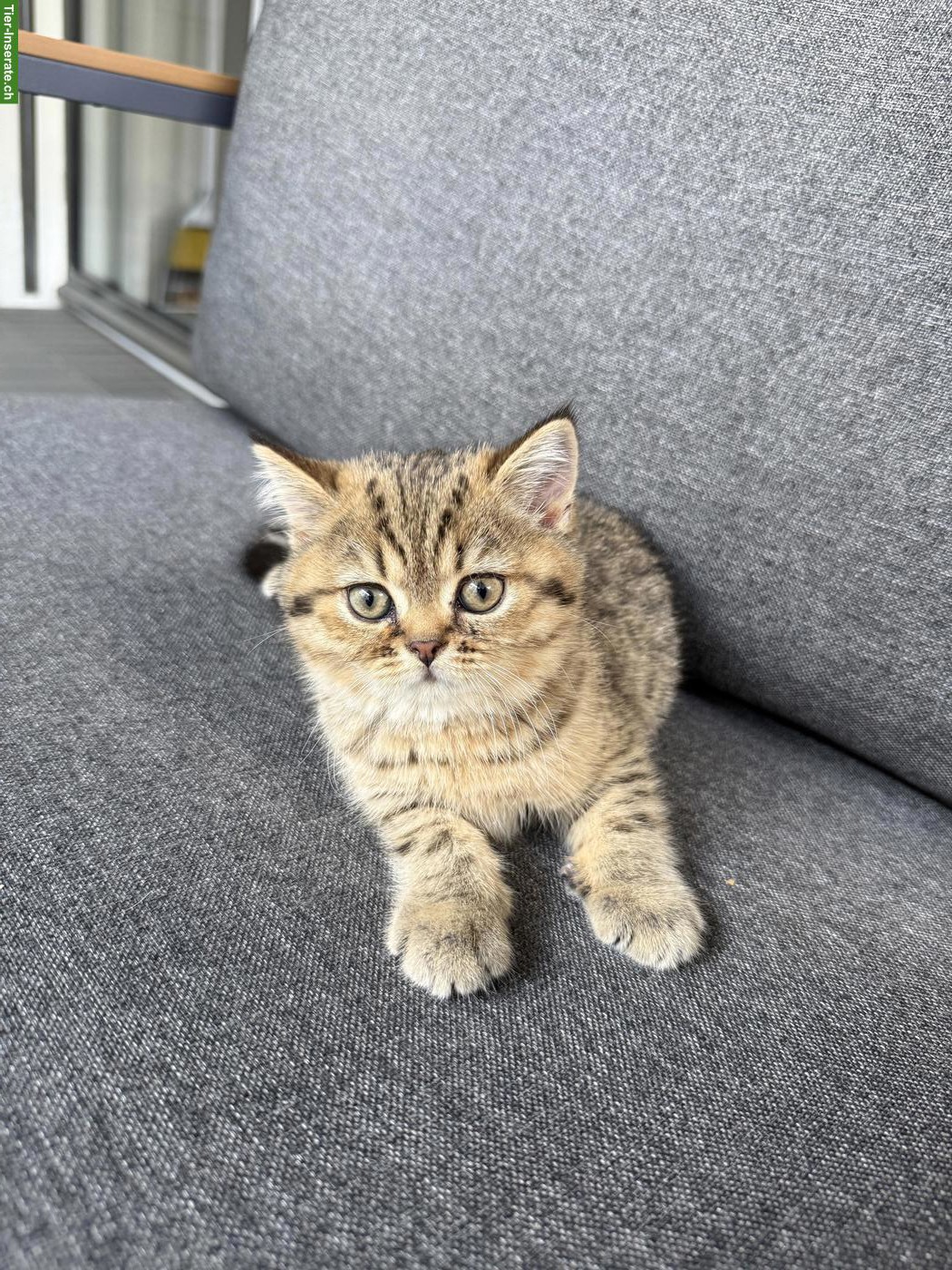 Bild 4: 2 reinrassige BKH Kitten suchen ein Zuhause