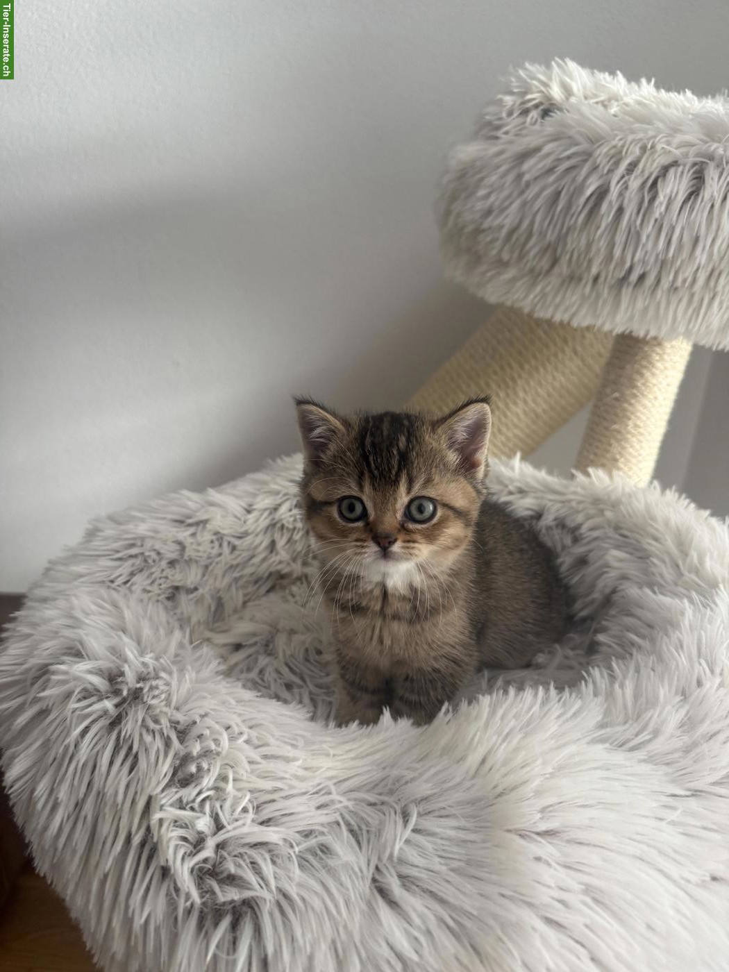 Bild 5: 2 reinrassige BKH Kitten suchen ein Zuhause