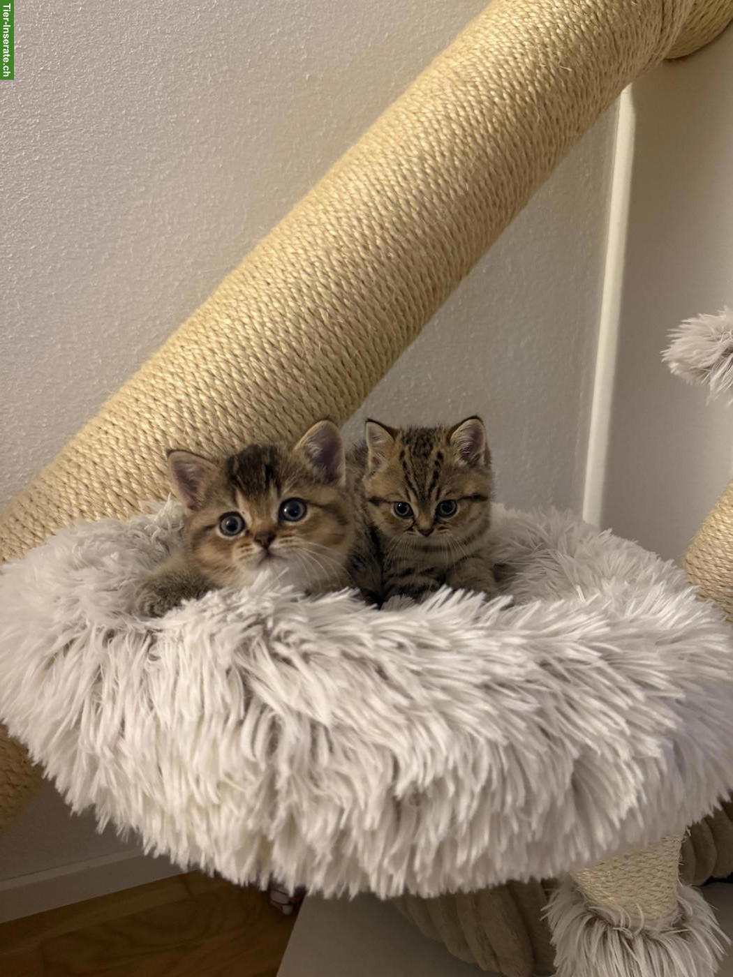 Bild 6: 2 reinrassige BKH Kitten suchen ein Zuhause