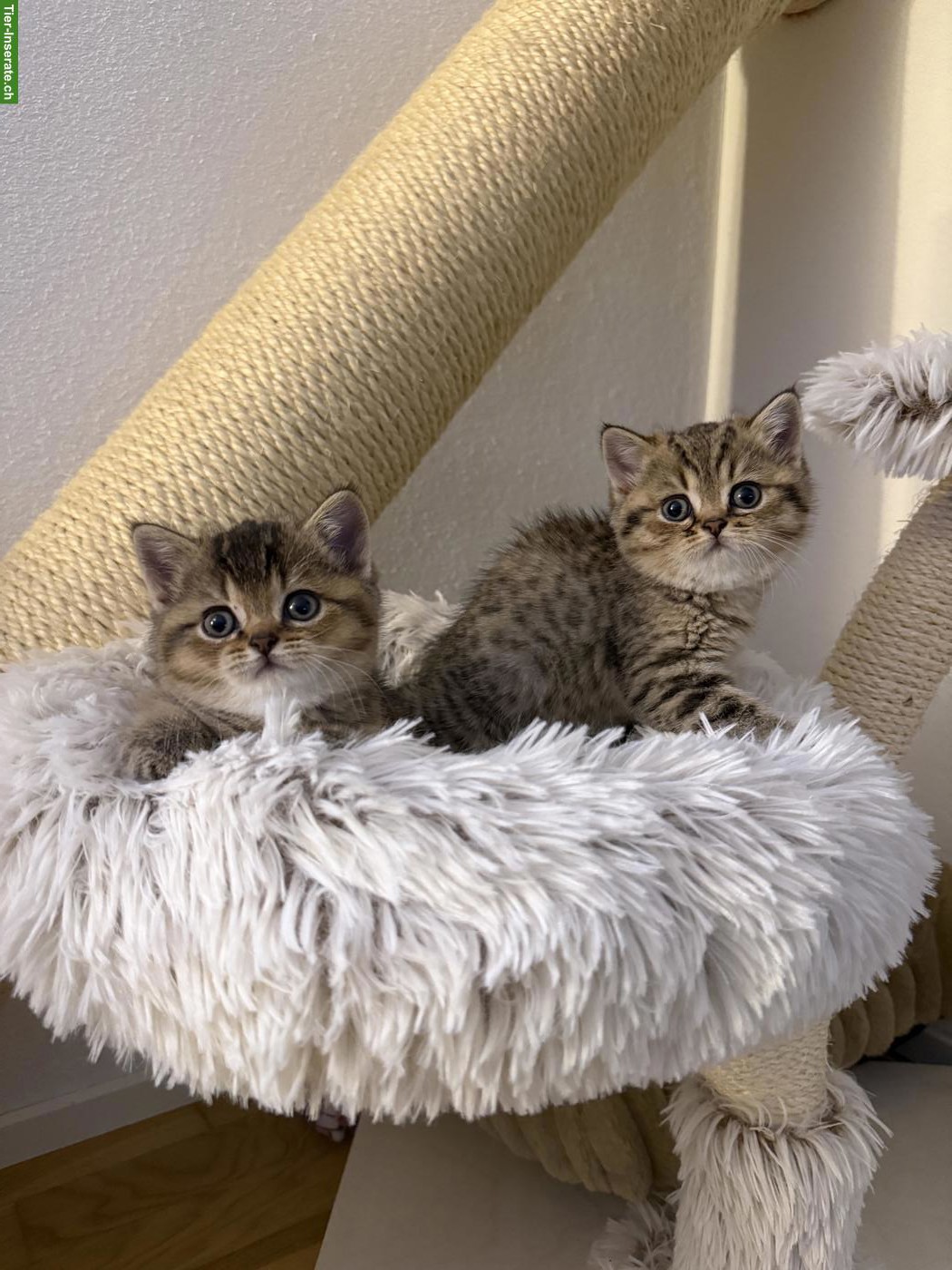 Bild 7: 2 reinrassige BKH Kitten suchen ein Zuhause