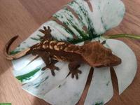 Kronengecko Männchen Harlequin Partial Pinstripe