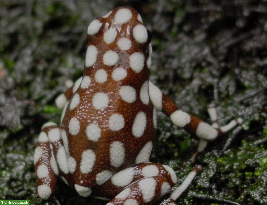 Excidobates mysteriosus gesucht