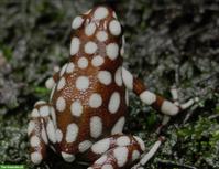 Excidobates mysteriosus gesucht