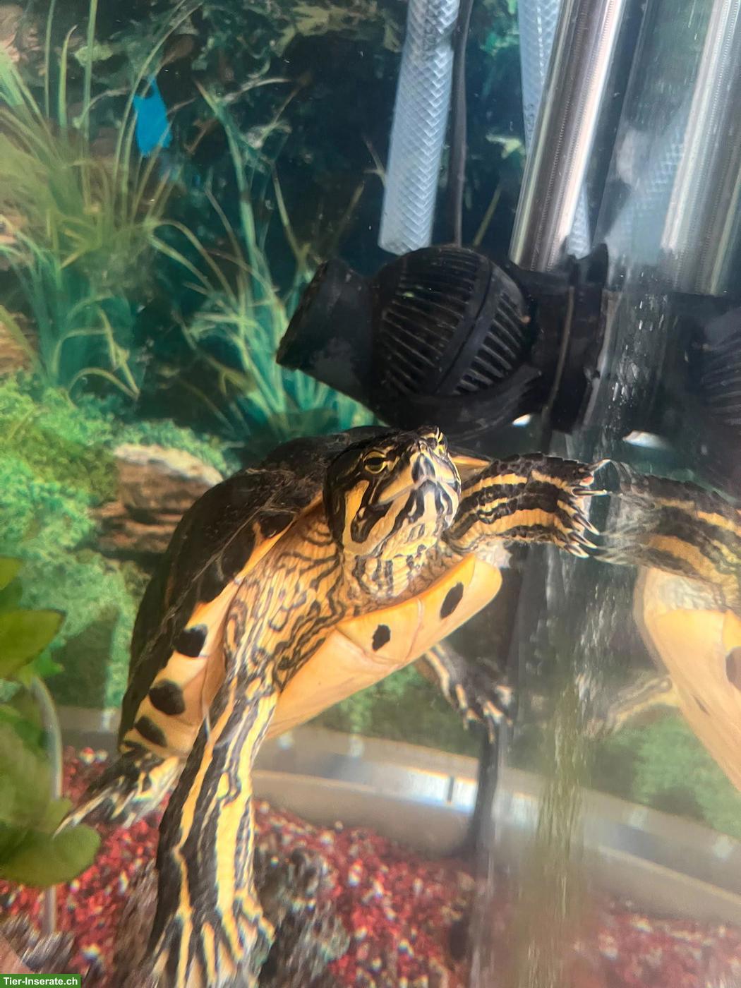 17-jährige Wasserschildkröte in gute Hände zu verkaufen
