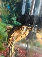 17-jährige Wasserschildkröte in gute Hände zu verkaufen