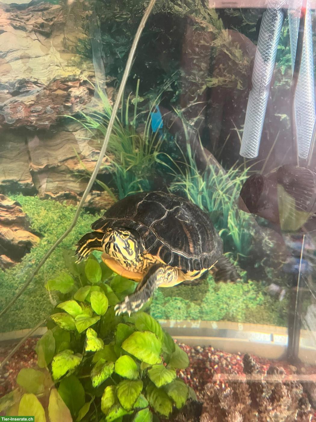 Bild 2: 17-jährige Wasserschildkröte in gute Hände zu verkaufen