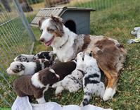Miniature Australian Shepherd Welpen mit Papieren
