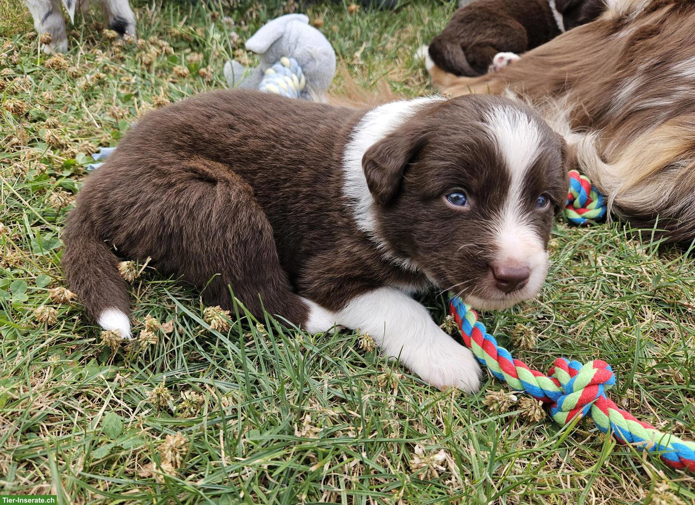 Bild 3: Miniature Australian Shepherd Welpen mit Papieren
