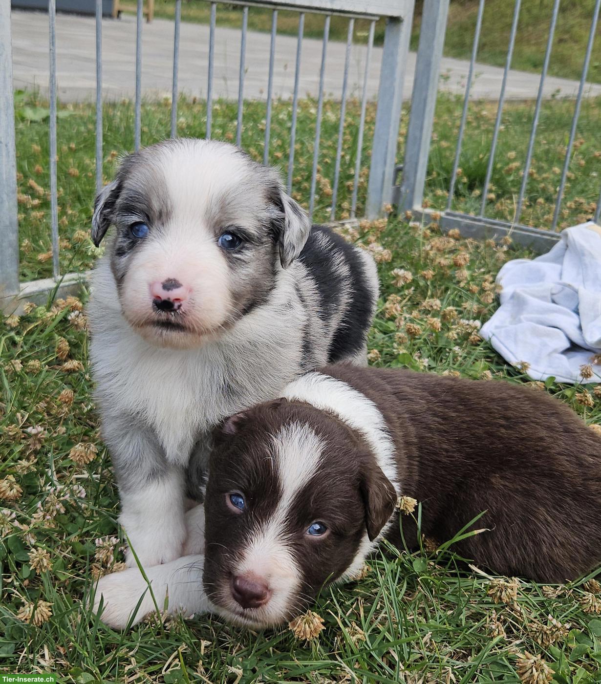 Bild 4: Miniature Australian Shepherd Welpen mit Papieren