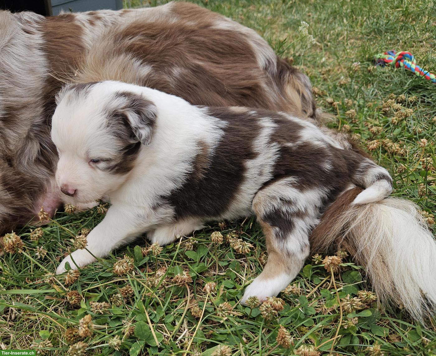 Bild 5: Miniature Australian Shepherd Welpen mit Papieren