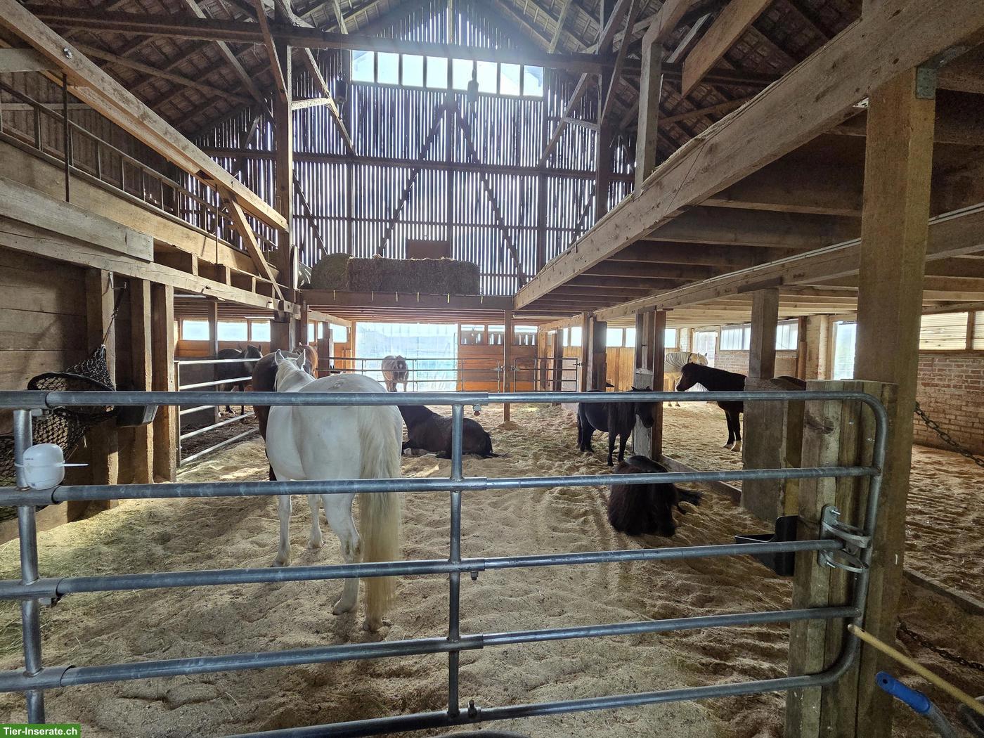 Reitbeteiligung auf tollen Ponys/Pferden in Lengnau AG