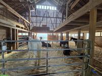 Reitbeteiligung auf tollen Ponys/Pferden in Lengnau AG