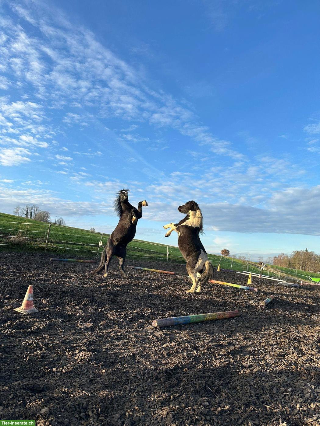 Bild 2: Reitbeteiligung auf tollen Ponys/Pferden in Lengnau AG