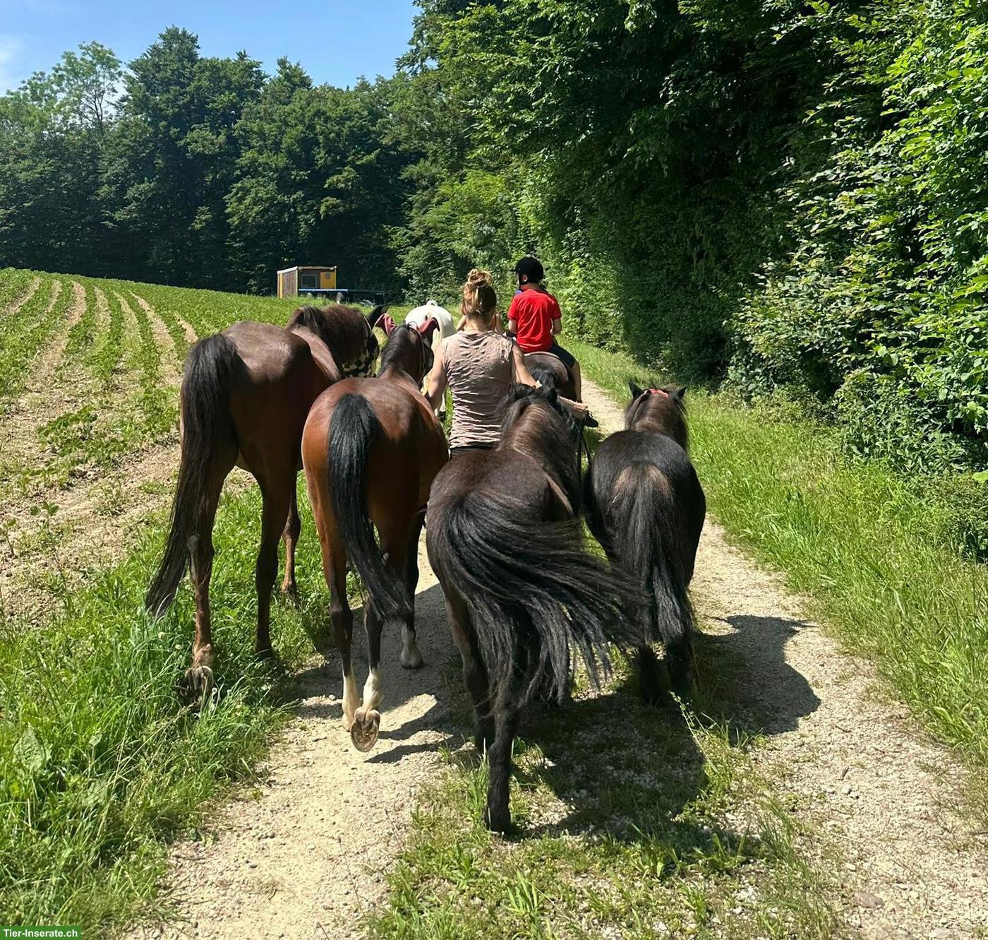 Bild 3: Reitbeteiligung auf tollen Ponys/Pferden in Lengnau AG