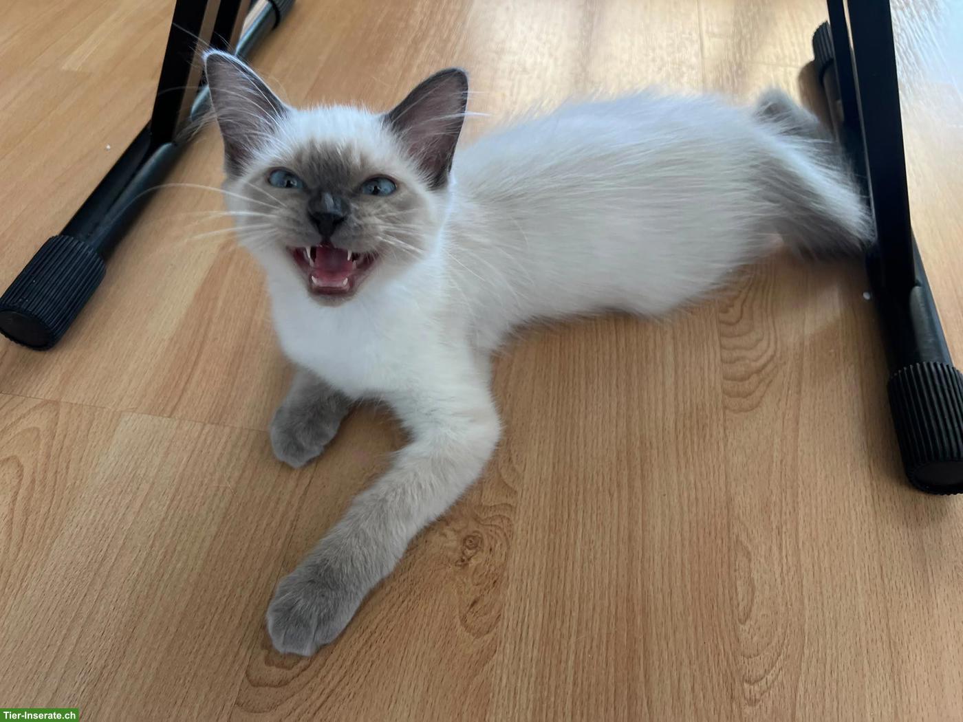 4 süsse Heilige Birma Kitten, 2 Weibchen & 2 Kater