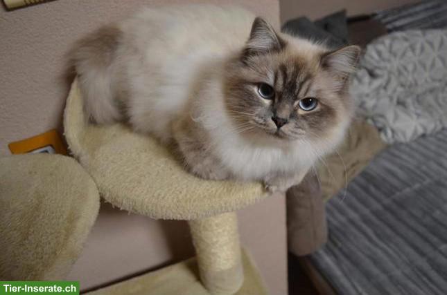 Bild 10: 4 süsse Heilige Birma Kitten, 2 Weibchen & 2 Kater