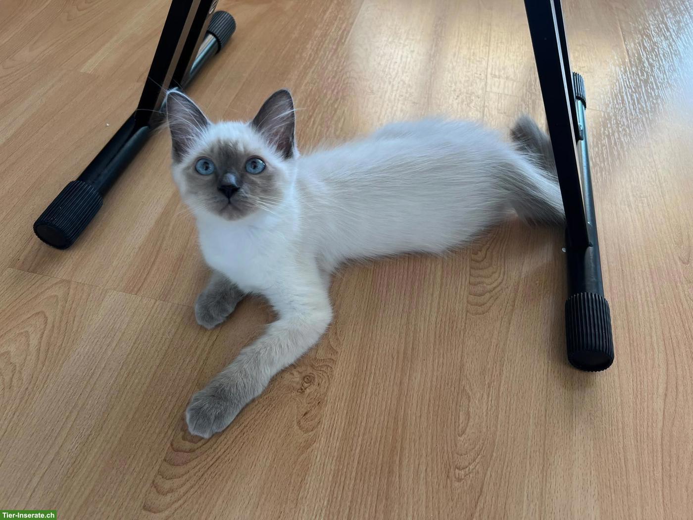 Bild 2: 4 süsse Heilige Birma Kitten, 2 Weibchen & 2 Kater
