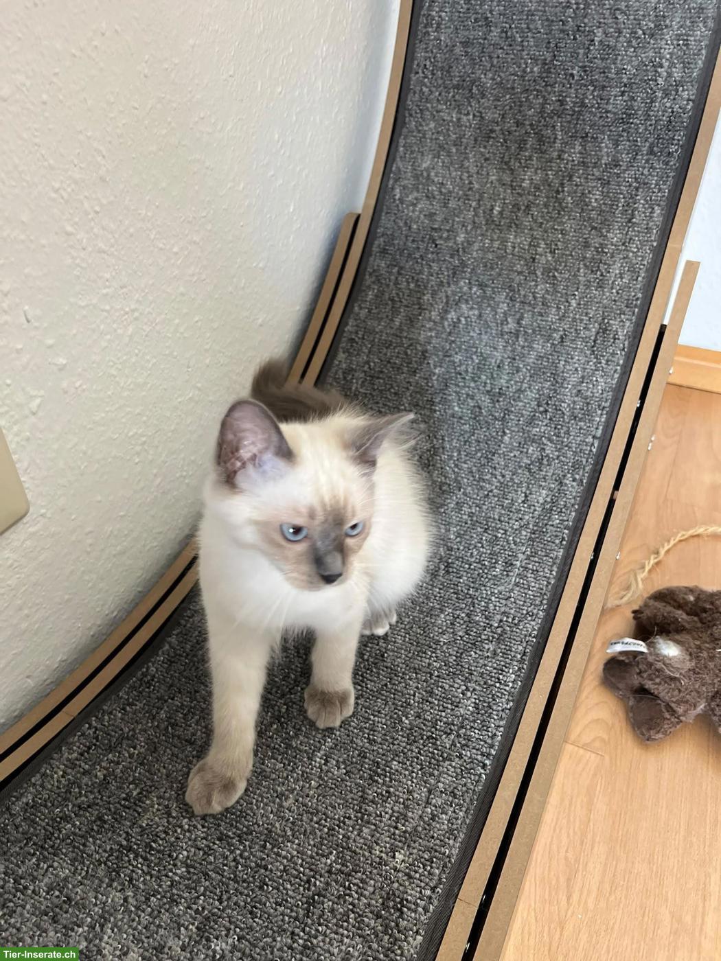 Bild 3: 4 süsse Heilige Birma Kitten, 2 Weibchen & 2 Kater