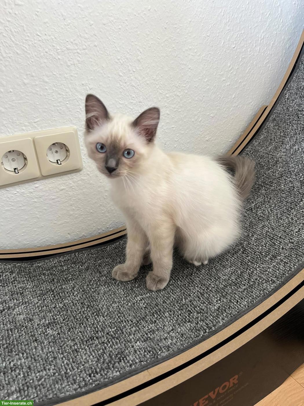 Bild 4: 4 süsse Heilige Birma Kitten, 2 Weibchen & 2 Kater