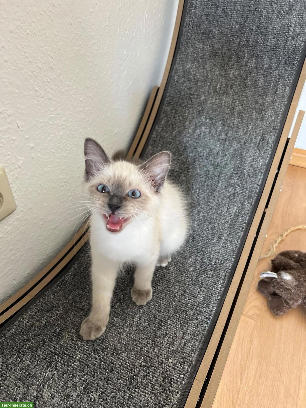 Bild 5: 4 süsse Heilige Birma Kitten, 2 Weibchen & 2 Kater