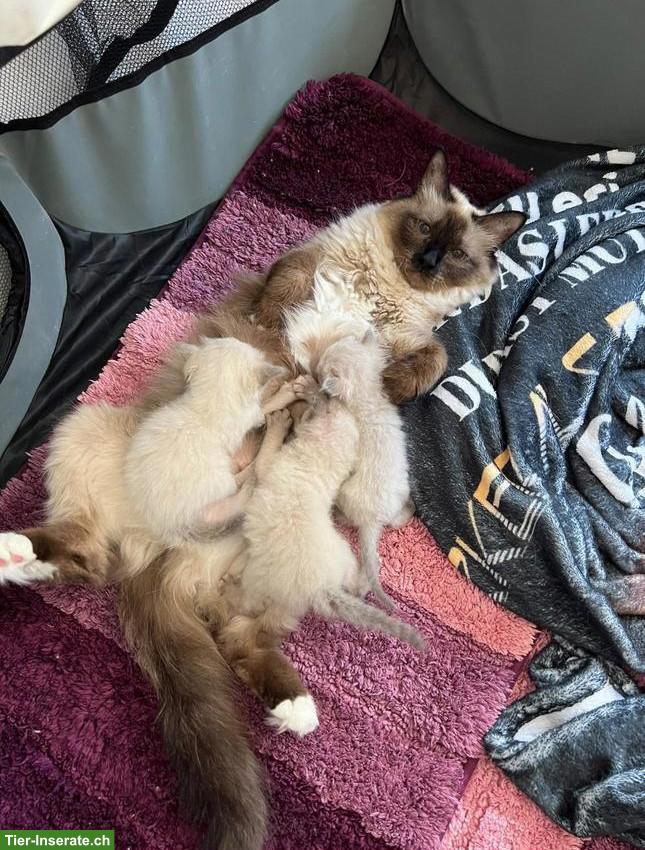 Bild 6: 4 süsse Heilige Birma Kitten, 2 Weibchen & 2 Kater