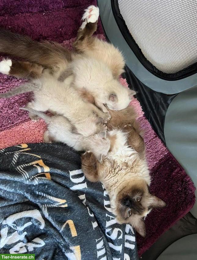 Bild 7: 4 süsse Heilige Birma Kitten, 2 Weibchen & 2 Kater