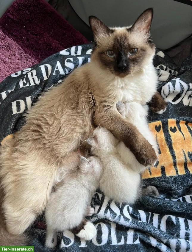 Bild 8: 4 süsse Heilige Birma Kitten, 2 Weibchen & 2 Kater