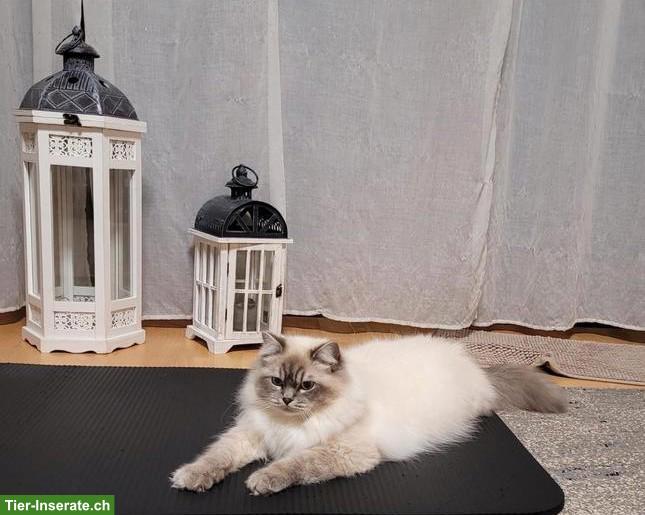 Bild 9: 4 süsse Heilige Birma Kitten, 2 Weibchen & 2 Kater