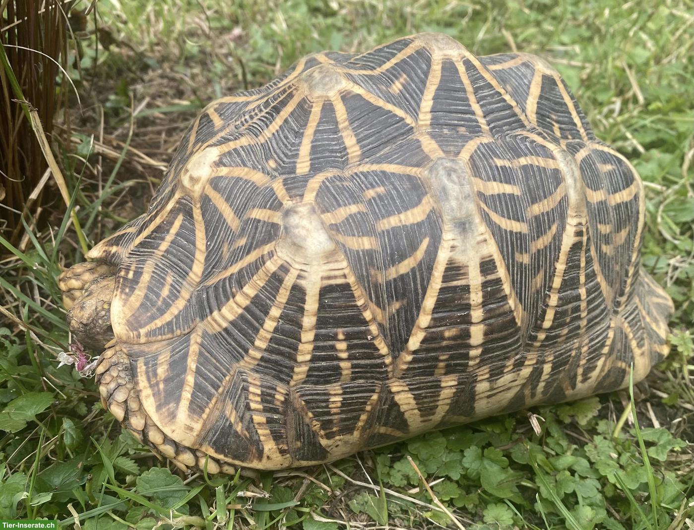 Bild 2: Geochelone elegans von Sri Lanka zu verkaufen