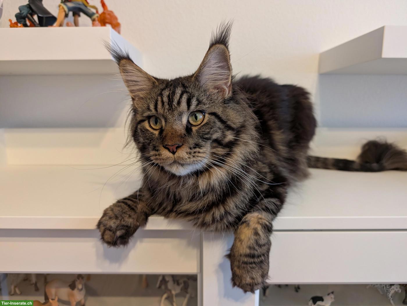 Reinrassiger Maine Coon Deckkater, Brown Tabby