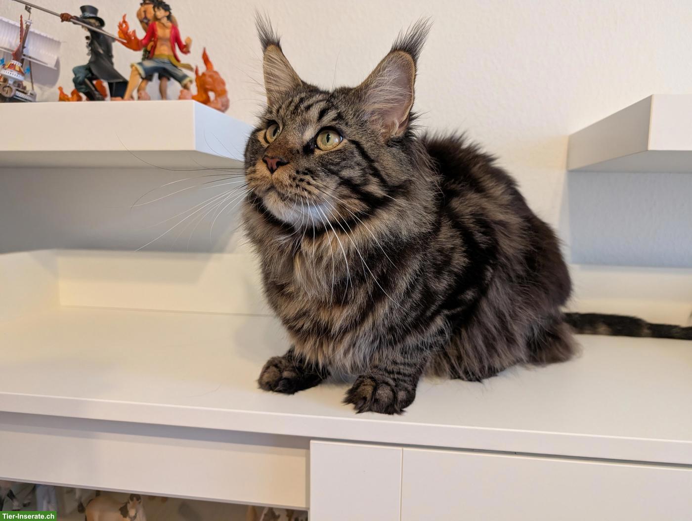 Bild 2: Reinrassiger Maine Coon Deckkater, Brown Tabby